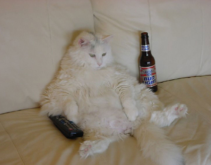 wa fink al aman elwatani