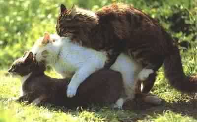 sir 3lih a dfaaaaaaaaaaaaaaaaaaaaaaaaaa3