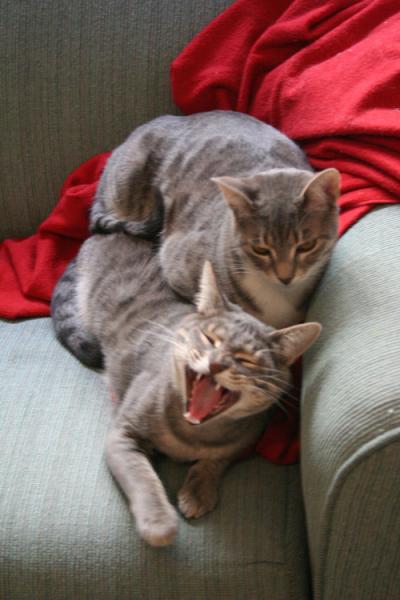 3afak baraka 3lia man harrrrrrrrrrrrrrr